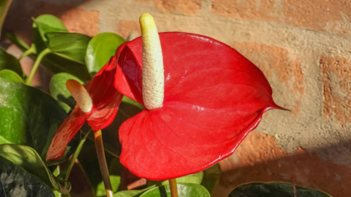 Descubre el mejor abono casero para tus anturios.