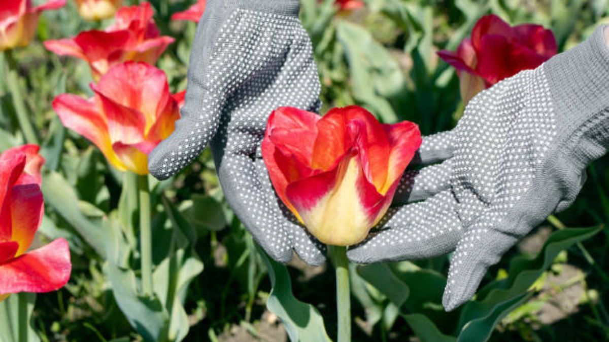 Con estas plantas tendrás un jardín lleno de vida.