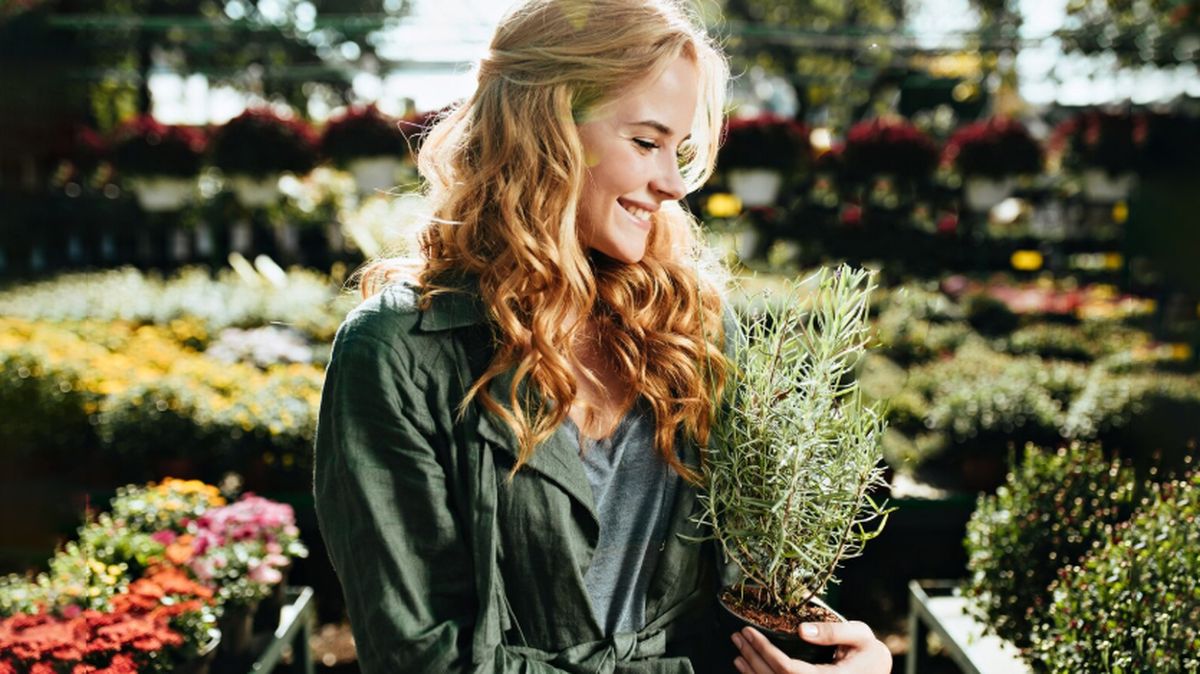 Qué significa tener un romero en maceta en el jardín de casa