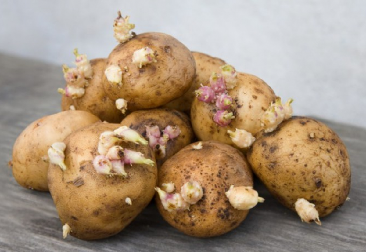 Guarde las papas en un lugar fresco, seco y oscuro, como una despensa fresca, un garaje, un sótano o una bodega. Guarde las papas en un lugar fresco, seco y oscuro, como una despensa fresca, un garaje, un sótano o una bodega.