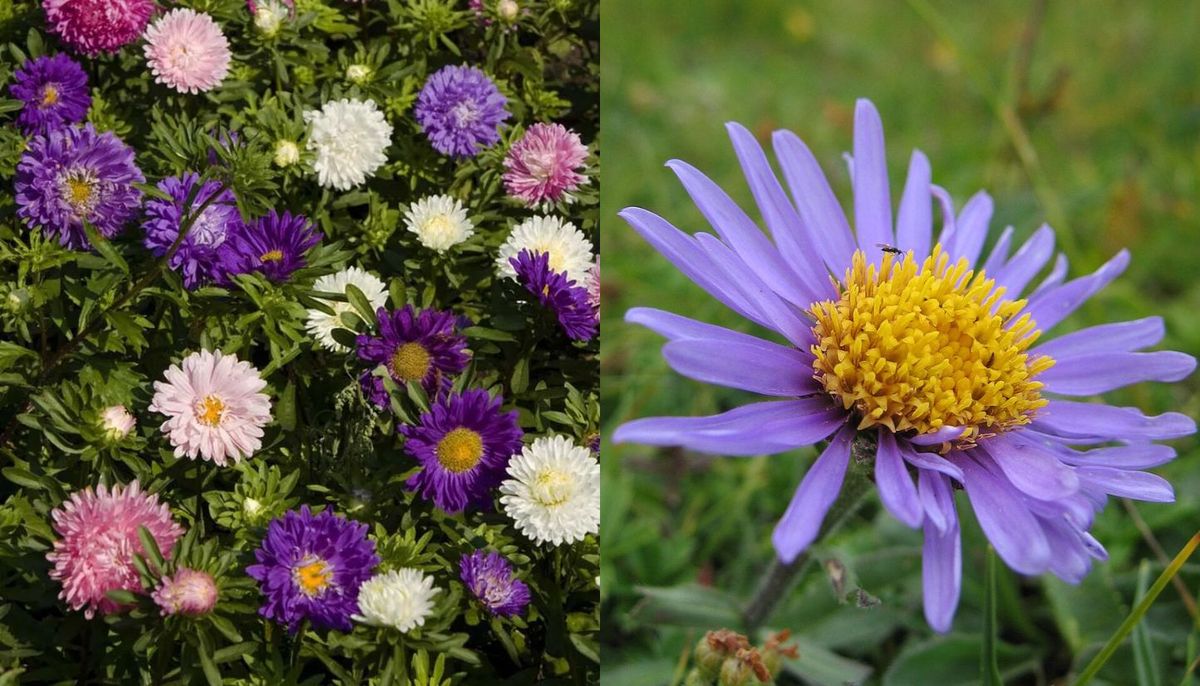 La planta trepadora de floración otoñal que llena de color el jardín