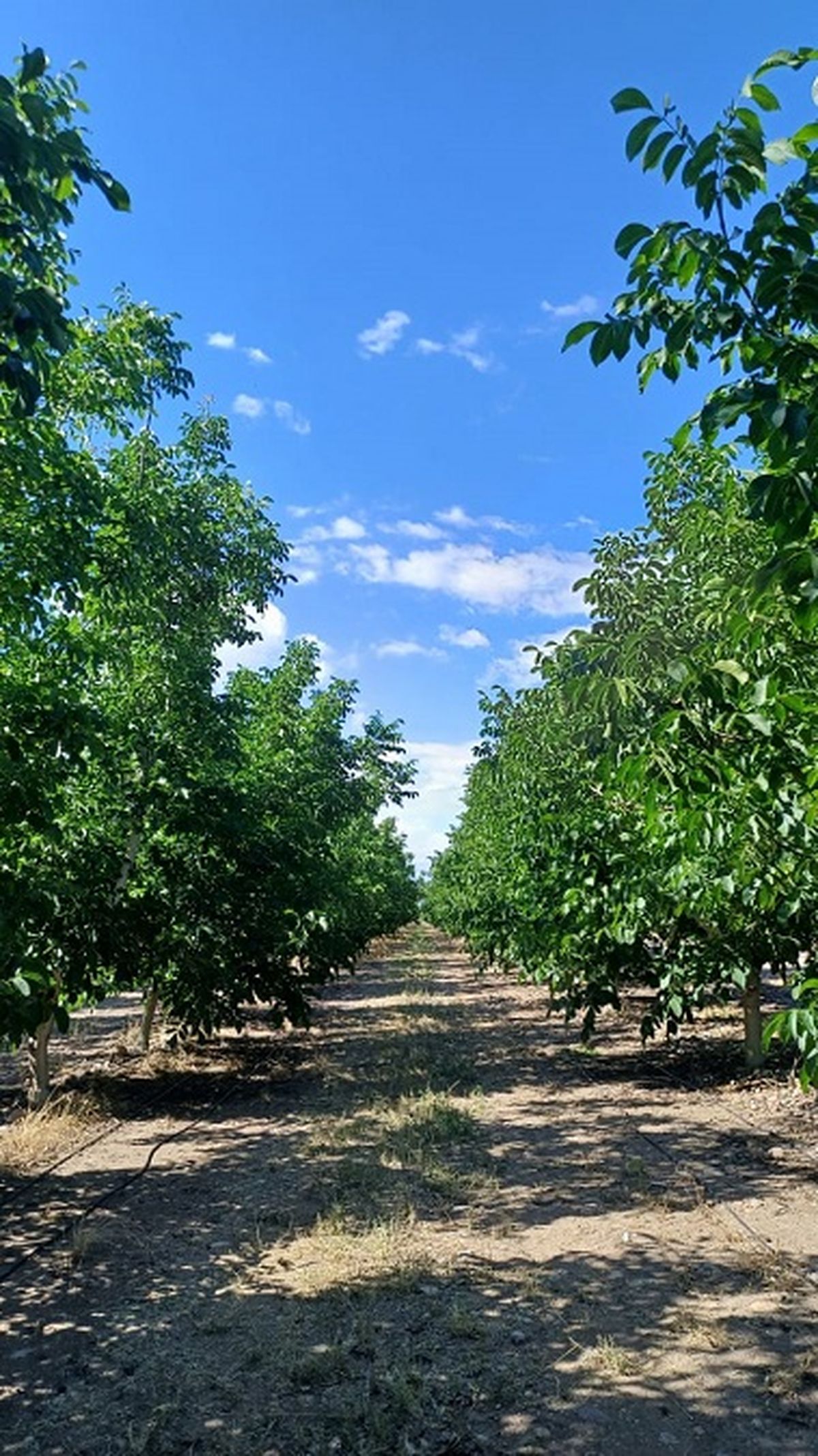 Cultivo nogal. Cultivo nogal.