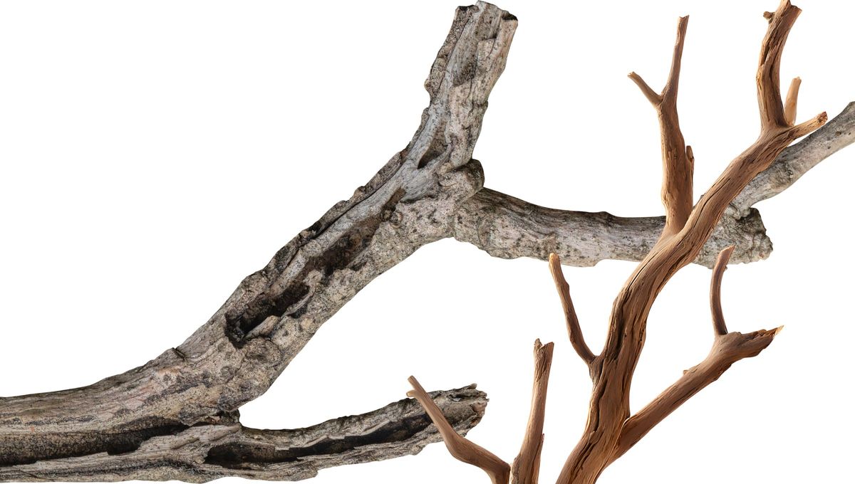 Junta las ramas de los &aacute;rboles que veas en la calle y crea un nuevo pesebre para tu &aacute;rbol de Navidad.