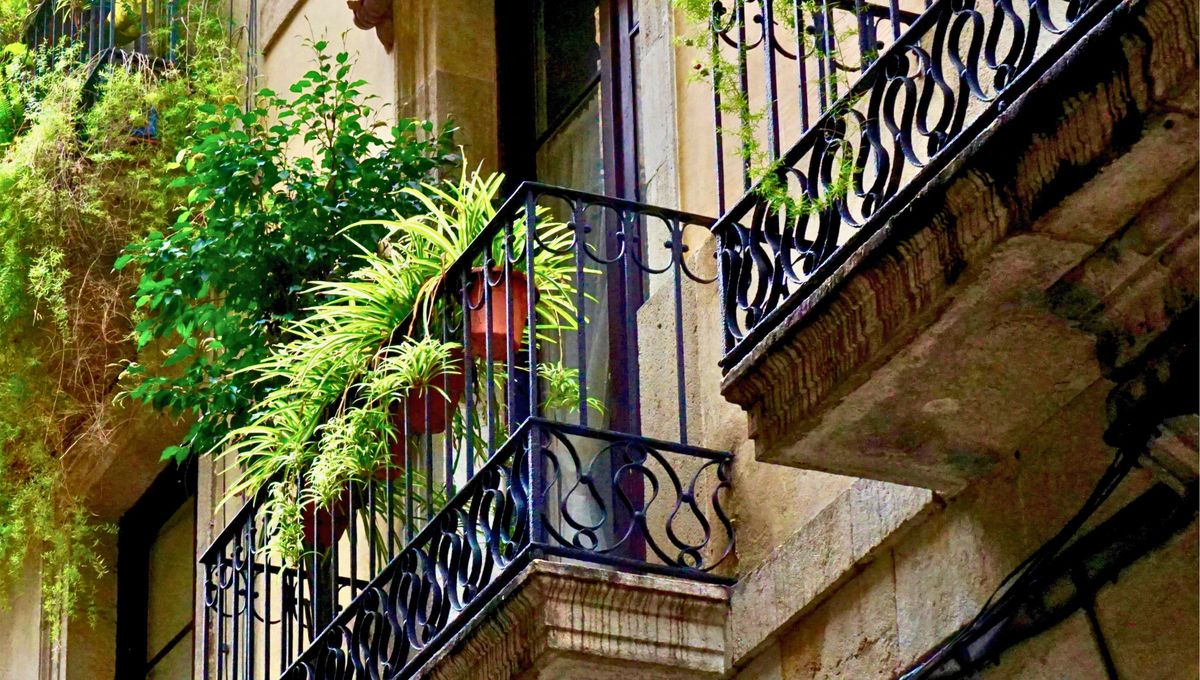 La mala madre se caracteriza por sus hojas alargadas y afiladas, por lo que es una planta muy decorativa. Foto Canva La mala madre se caracteriza por sus hojas alargadas y afiladas, por lo que es una planta muy decorativa. Foto Canva