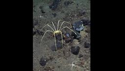 Esta enorme araña vive en algunos puntos más remotos del planeta.