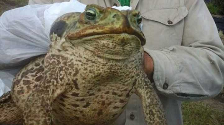 Estupor por la aparición de un enorme sapo mutante