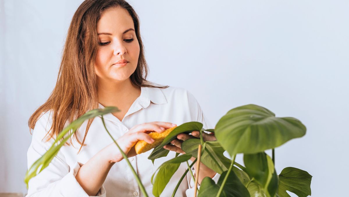 El mejor truco de plantas
