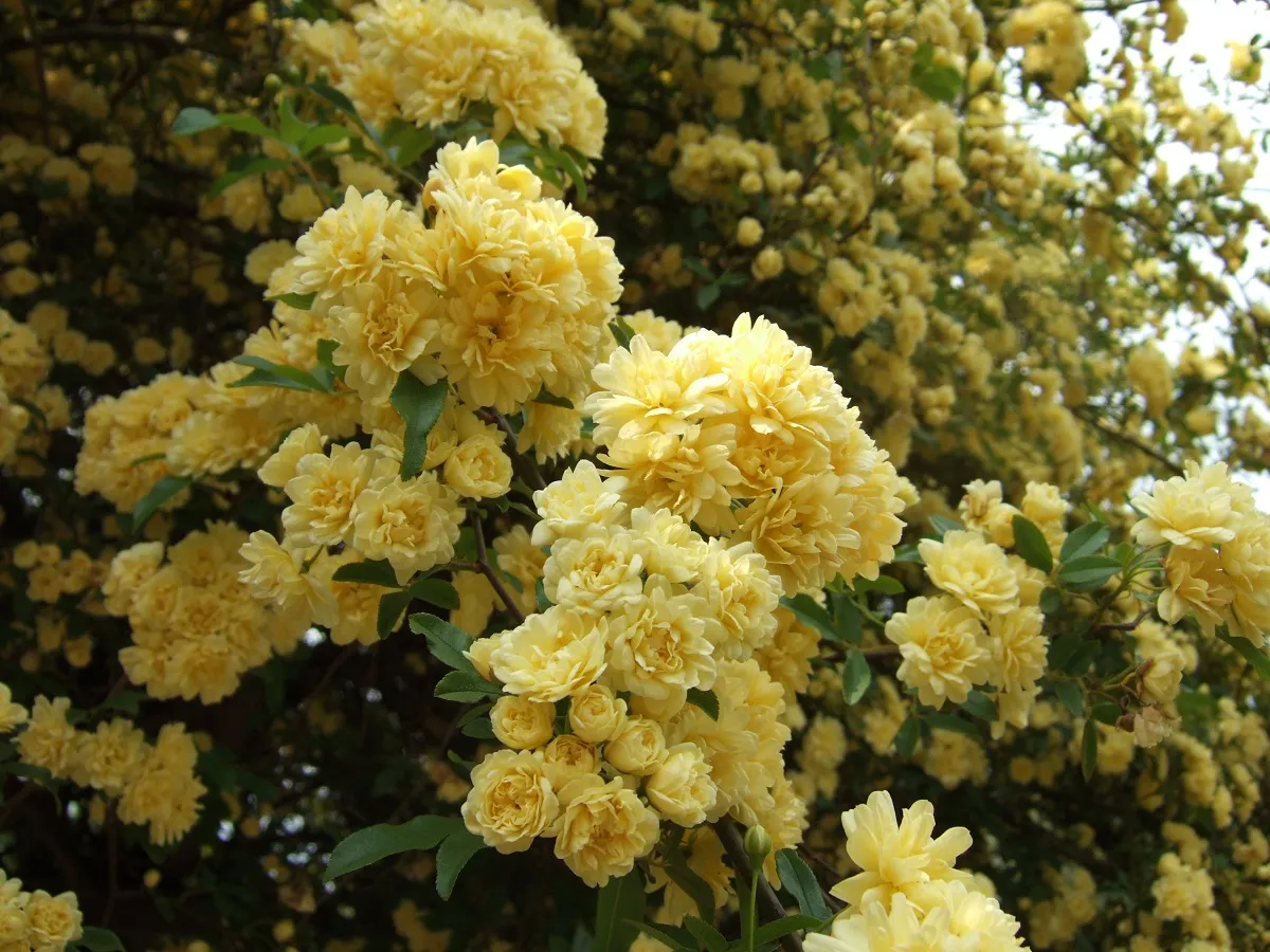Cómo cuidar el rosal trepador para que no pierda su encanto en verano