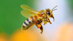 Si ves una abeja rondando tu casa te contamos qué significa y por qué es bueno Si ves una abeja rondando tu casa te contamos qué significa y por qué es bueno