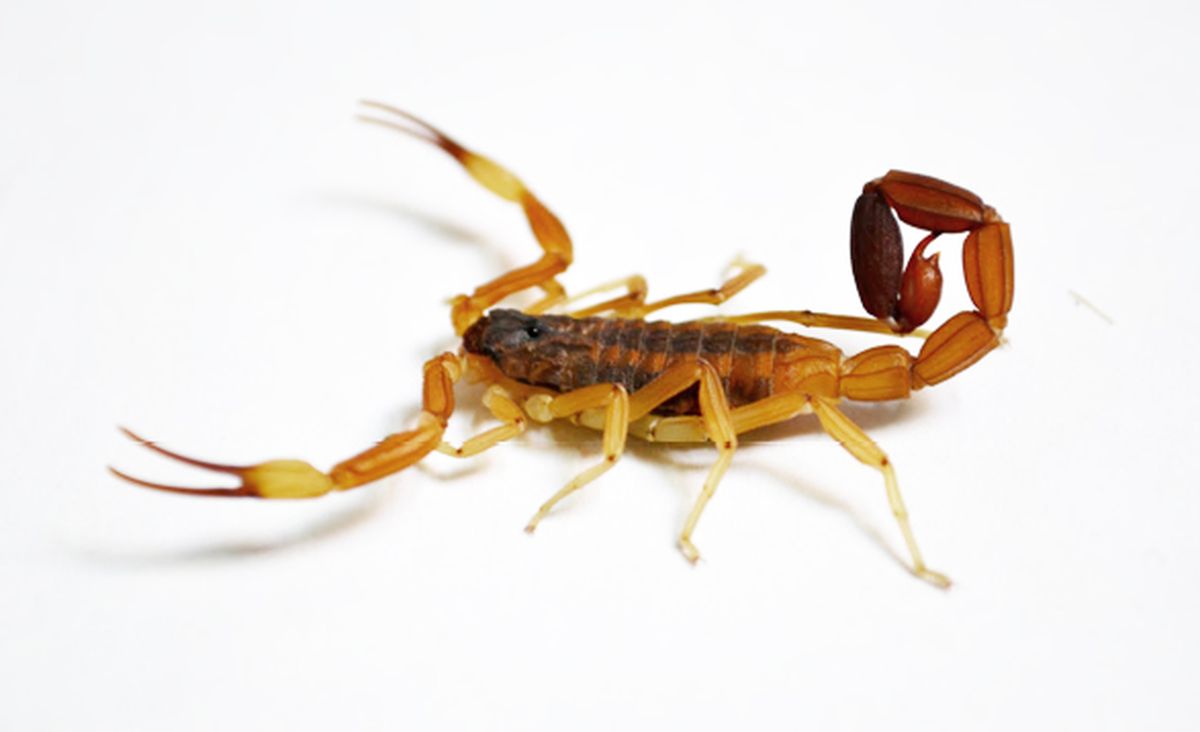 Ante la picadura de un escorpión, lo primero que debes de hacer es limpiar la zona afectada Ante la picadura de un escorpión, lo primero que debes de hacer es limpiar la zona afectada