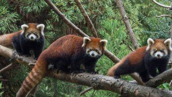 Pandas mapaches