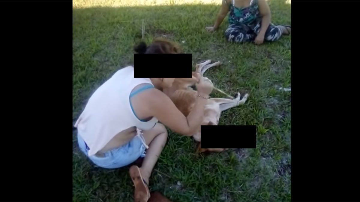 Una menor de edad le sacó los ojos a un perro con un palo.