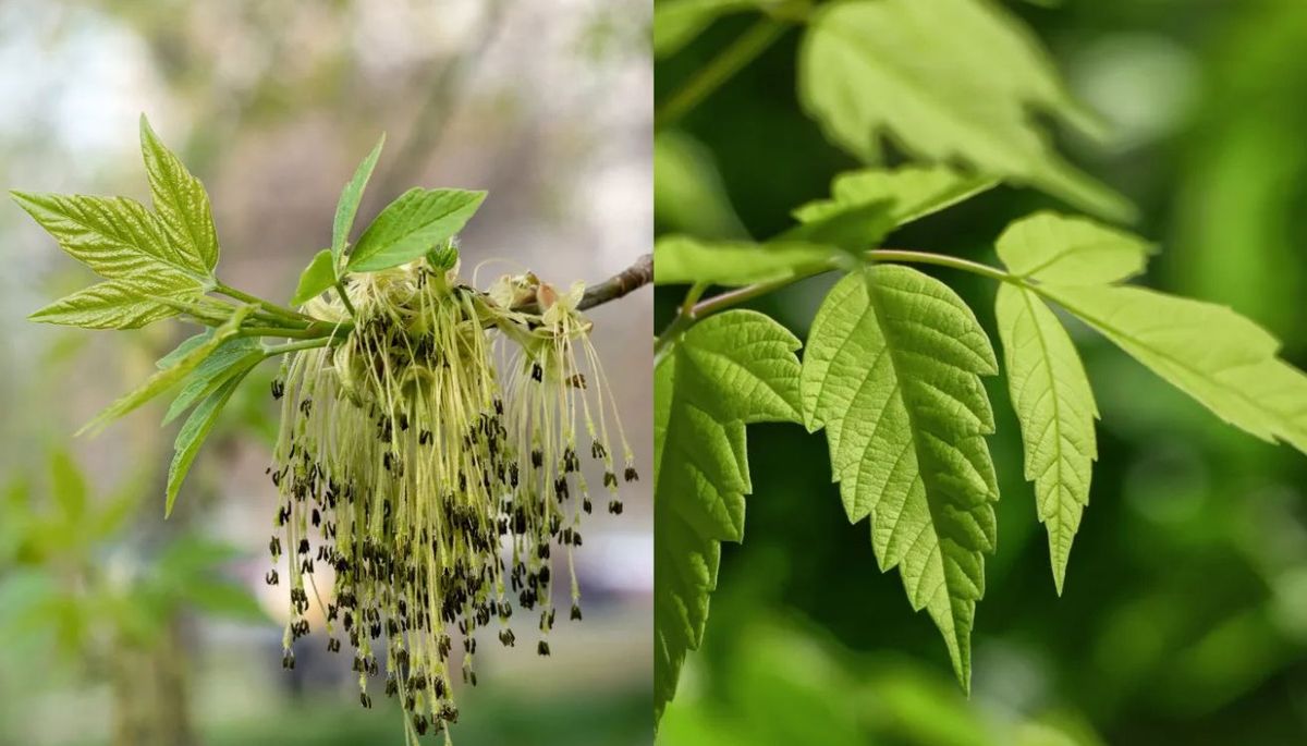 El arce negundo es conocido por su adaptabilidad y su facilidad de cuidado.