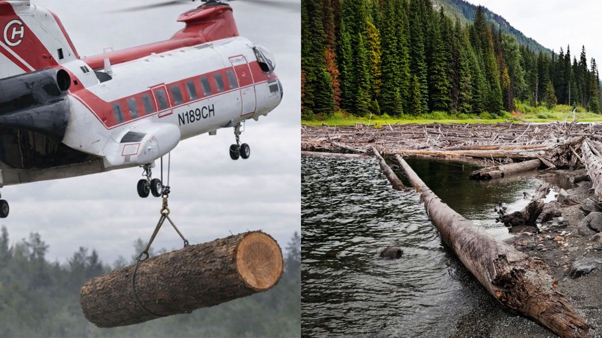 Helicópteros tiran troncos sobre ríos de Estados Unidos: más de 6.000 árboles con un objetivo crucial
