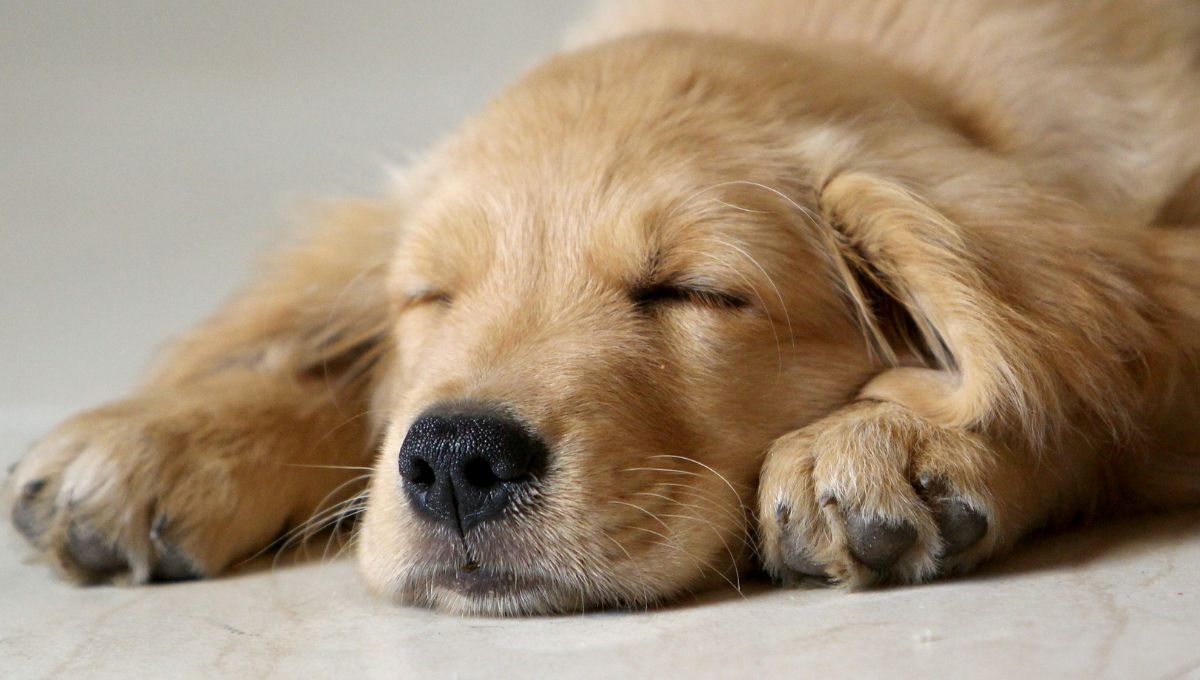 El motivo por el que tu perro no debe dormir nunca en el suelo, según una veterinaria
