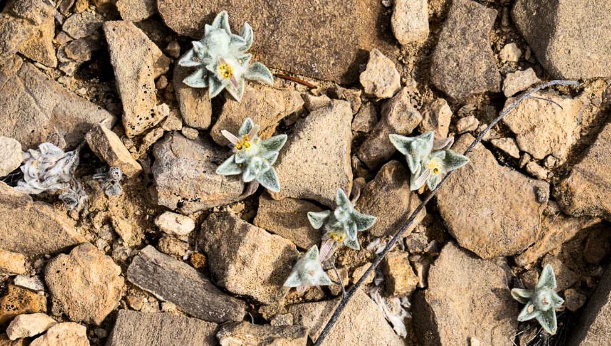 La planta en cuestión pertenece a la familia de los girasoles