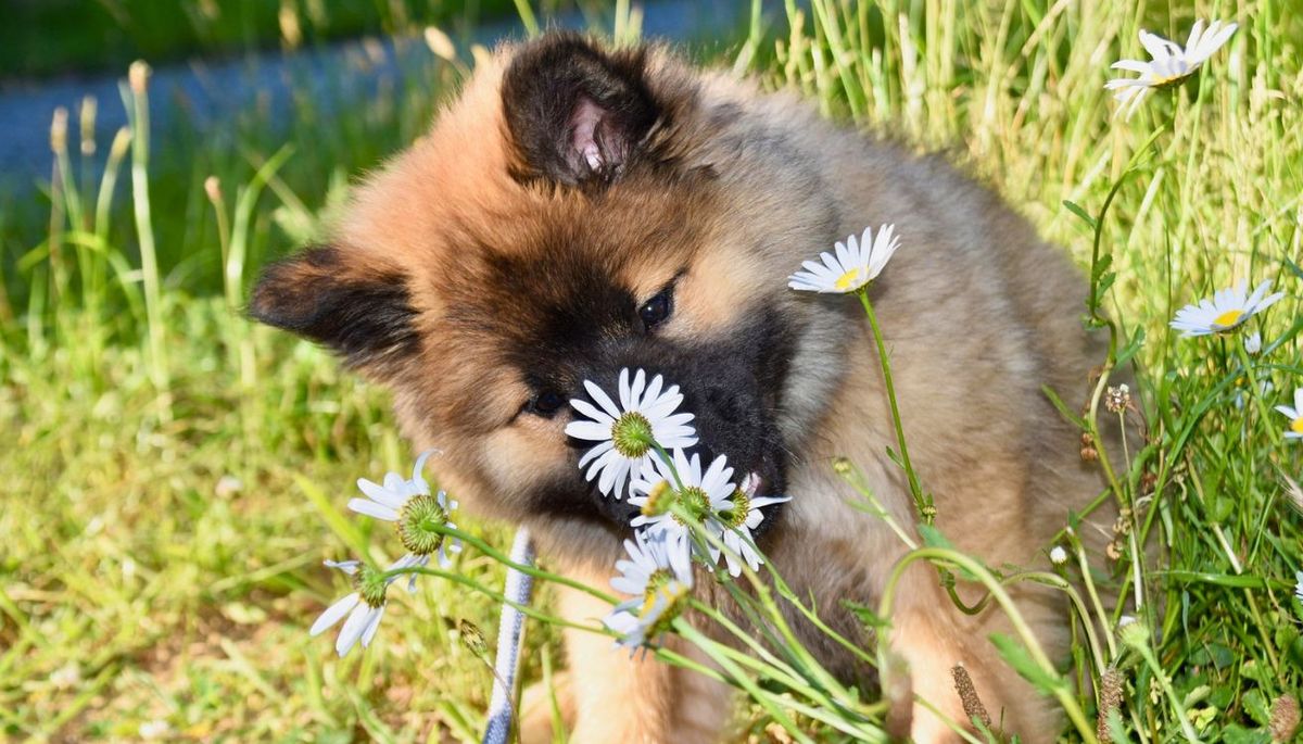 Aprende cuáles son las plantas seguras para cultivar en casa si tienes una mascota curiosa a la que le gusta jugar en el jardín. Imagen: Pexels.