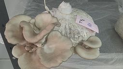 Cultivo de hongos comestibles (gírgolas) en el laboratorio de Agroalimentos del INTA. Cultivo de hongos comestibles (gírgolas) en el laboratorio de Agroalimentos del INTA.