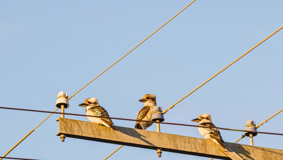 El nombre científico de este pájaro es Dacelo novaeguineae y es originario de Australia El nombre científico de este pájaro es Dacelo novaeguineae y es originario de Australia