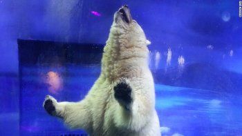 Quieren salvar al oso polar 