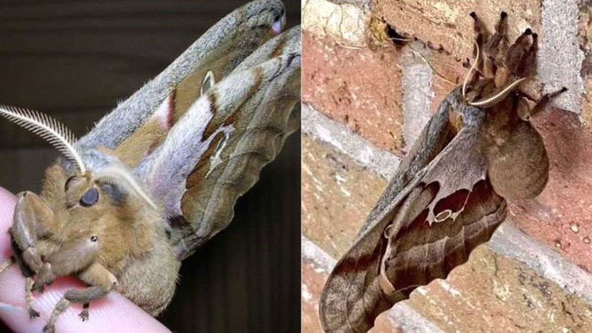 La espeluznante "araña tarántula con alas", el aterrador insecto que se volvió viral. La espeluznante "araña tarántula con alas", el aterrador insecto que se volvió viral.