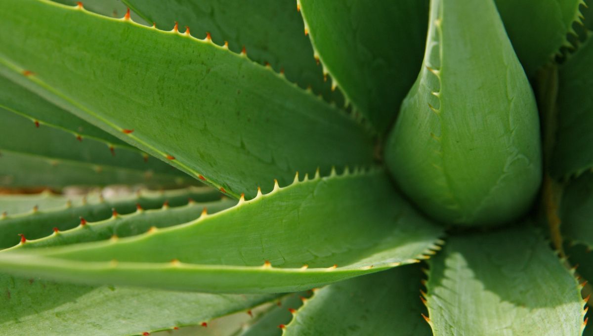 Aloe vera. Aloe vera.