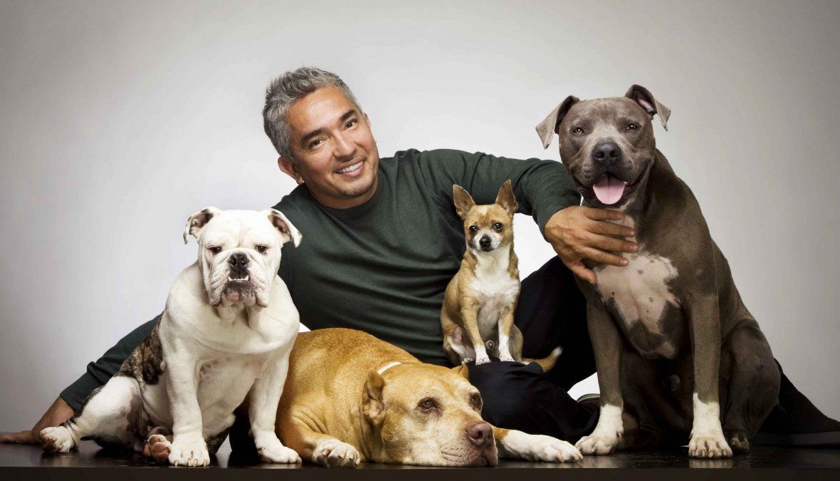 Encantador de perros César Millán no enfrentará cargos