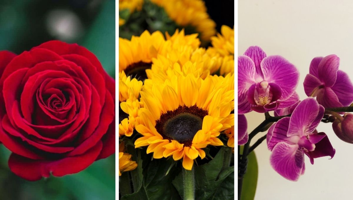 Test de personalidad: elige una flor y descubre qué rasgo tuyo admiran los demás