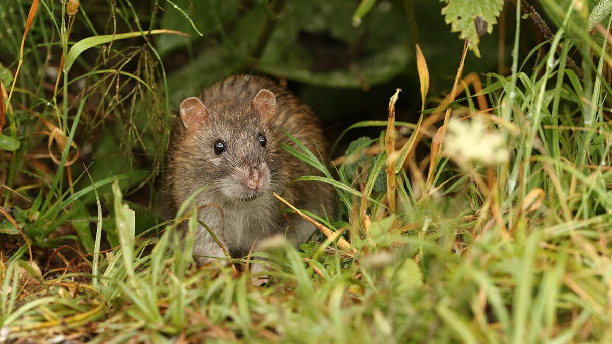 Mantén a los roedores alejados de tu jardín.