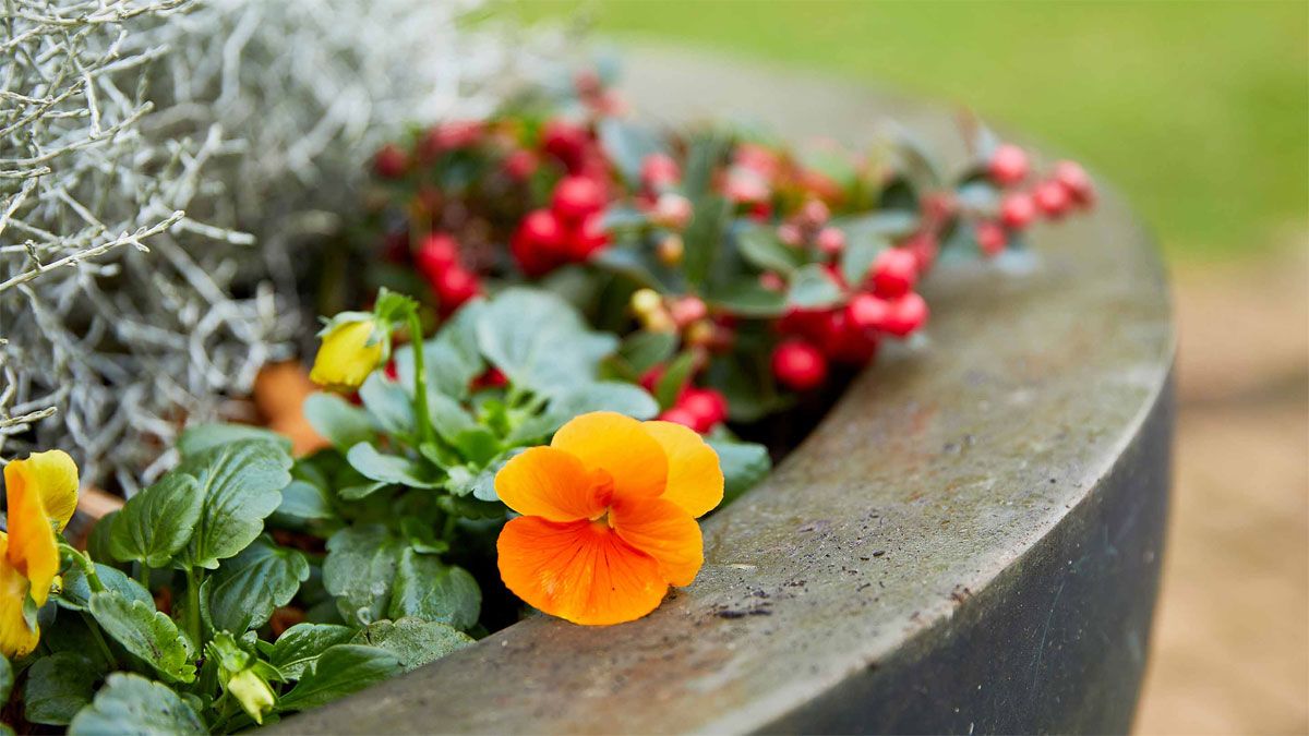 Las plantas en general, necesitan menos agua de riego en otoño, a diferencia del verano.