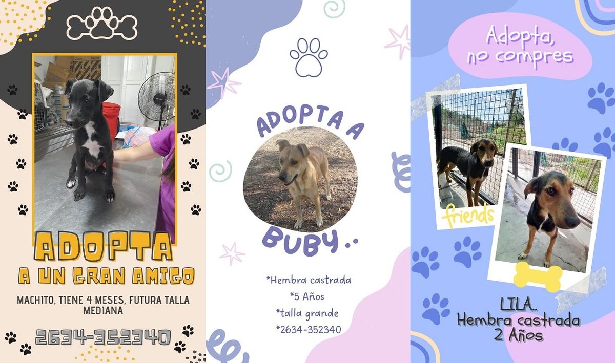 Tres perros rescatados del maltrato están en adopción en Zoonosis de Rivadavia.