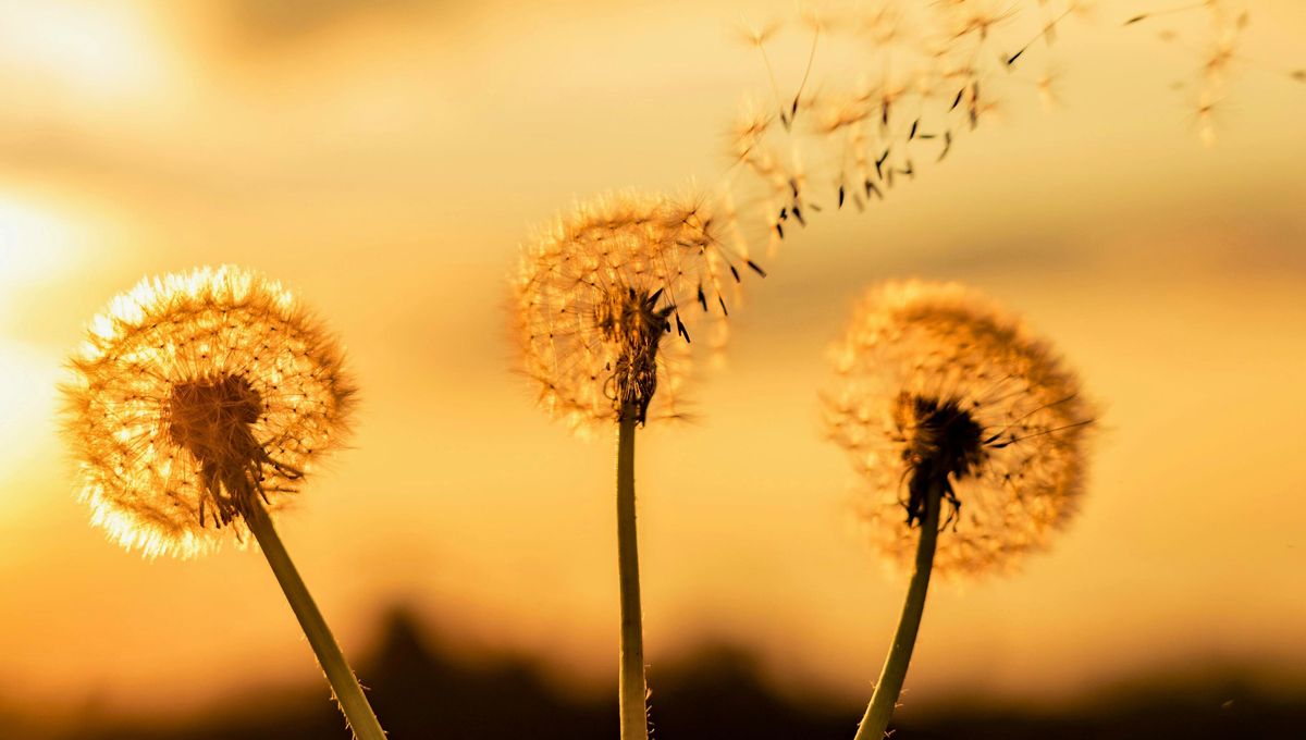 Toma una palabra cada día y úsala como guía e inspiración. Toma una palabra cada día y úsala como guía e inspiración. 
