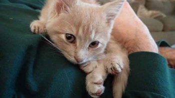 La historia de Elsa, la gatita bautizada así en honor a Frozen