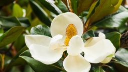 Esta especie arbórea tiene unas flores que desprenden un aroma dulce y fresco. Imagen: Magnific. Esta especie arbórea tiene unas flores que desprenden un aroma dulce y fresco. Imagen: Magnific.