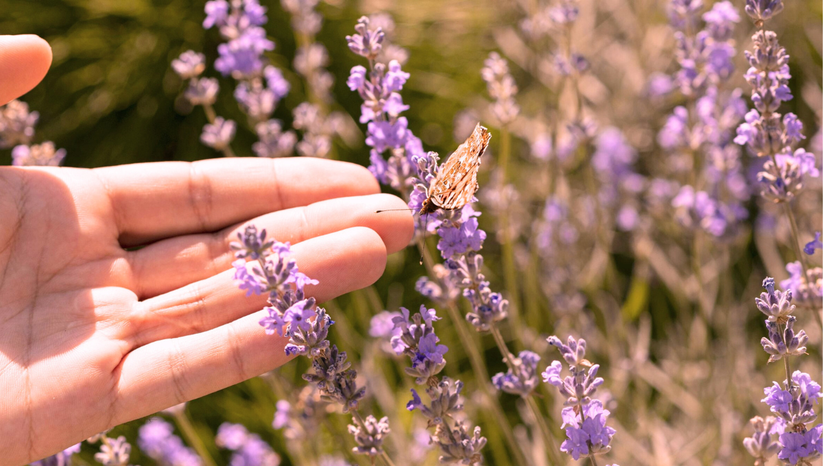 Por qué traer lavanda en casa: el poderoso beneficio del Feng Shui