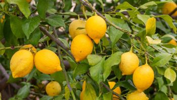 Ni café ni cáscaras de huevo: el potente abono que necesita tu árbol frutal para crecer con fuerza en otoño