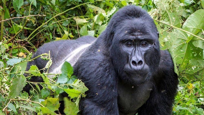 Cazadores mataron a Rafiki, uno de los últimos gorilas de montaña de Uganda