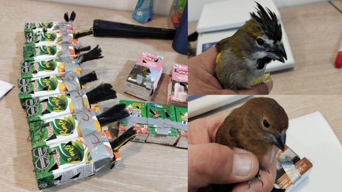 Detuvieron a contrabandistas de aves en el Paso Cristo Redentor. Las llevaban en cajas de jugo.