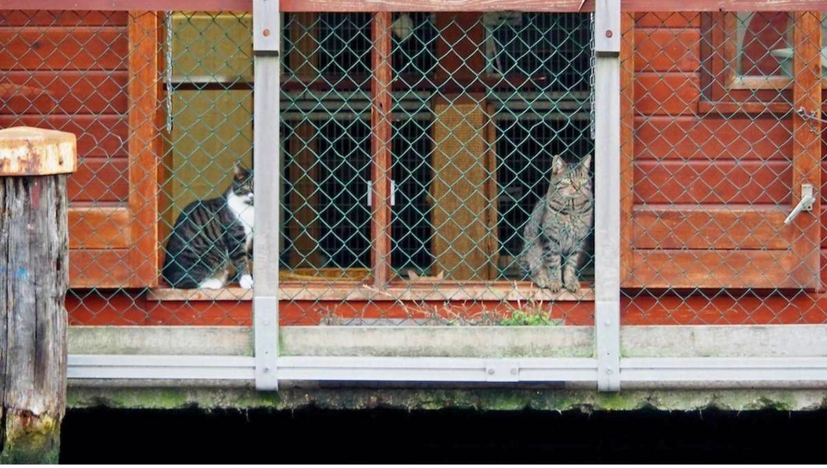De un barco a la adopción: la ciudad de Europa que tiene un refugio de mascotas flotante