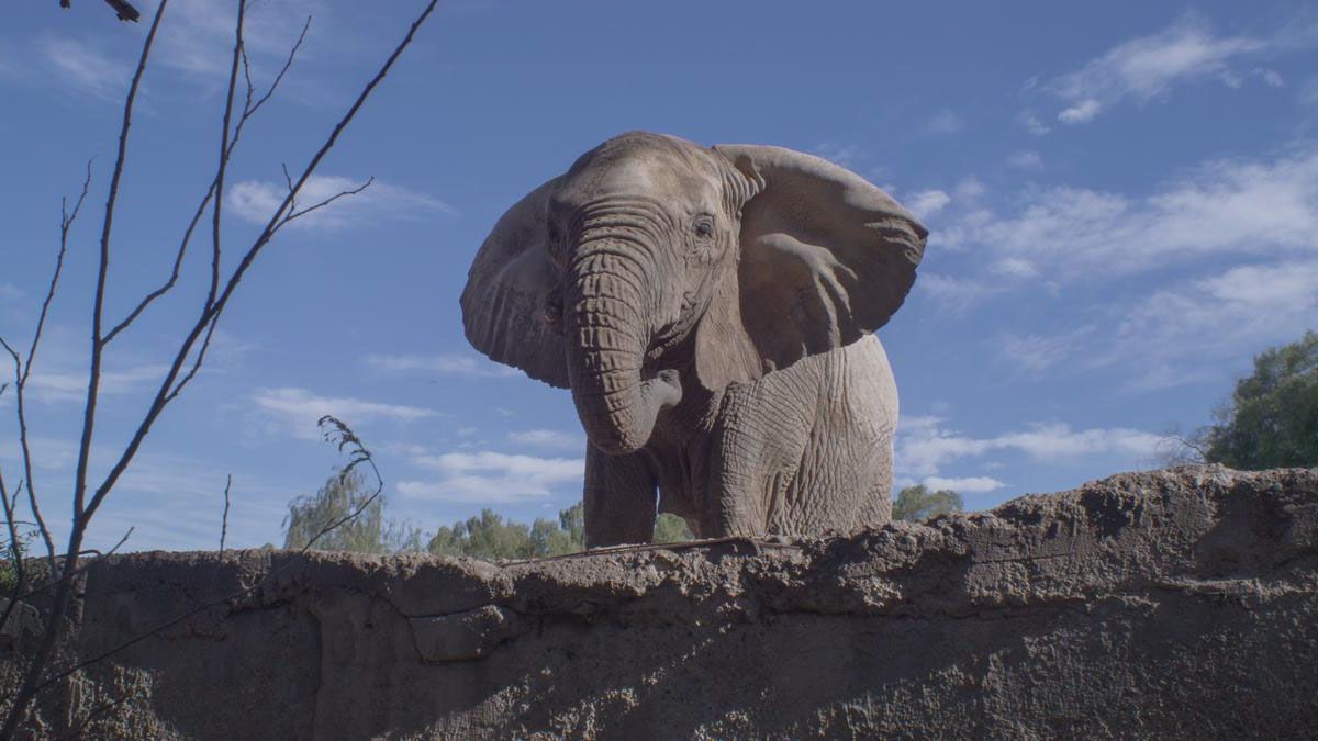 Kenya llegó al Ecoparque de Mendoza en 1985 cuando tenía 4 años y no conoce su hábitat natural. Kenya llegó al Ecoparque de Mendoza en 1985 cuando tenía 4 años y no conoce su hábitat natural.