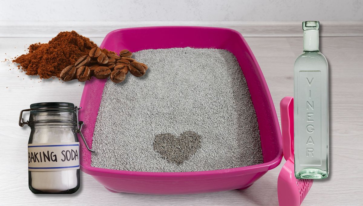 Escoge el ingrediente que tengas a mano y elimina el olor lo antes posible. Escoge el ingrediente que tengas a mano y elimina el olor lo antes posible.