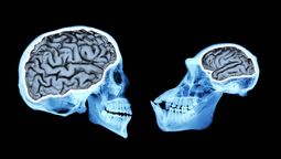 Un estudio del Museo de Historia Natural de California arrojó que el cambio climático podría disminuir el tamaño del cerebro.&nbsp;