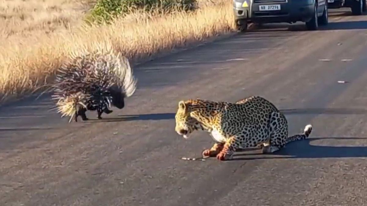Garra versus púas. Video: el feroz combate entre un leopardo y un puercoespín.