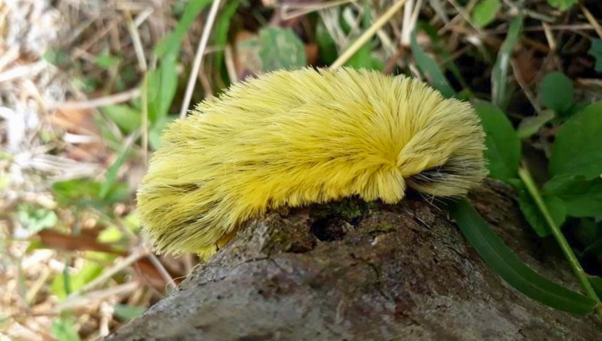 Estos insectos, que también se conocen como Estos insectos, que también se conocen como