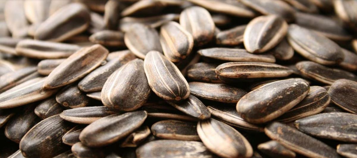 Beneficio de comer semillas de girasol, ideales para bajar de peso. Beneficio de comer semillas de girasol, ideales para bajar de peso.