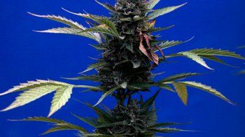 México emitió los primeros permisos de uso de marihuana