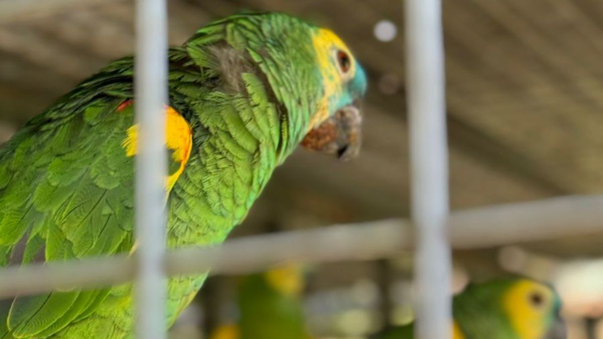 El Ministerio de Salud recordó que que está prohibido el comercio de animales de la fauna silvestre y pidieron no tener aves en cautiverio y tampoco comprarlas.