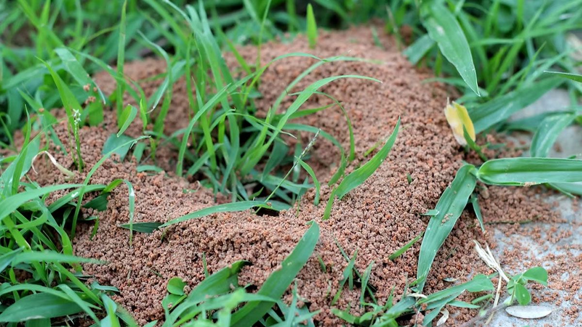 Los hormigueros abundan en el jardín y llegan a ser un problema.