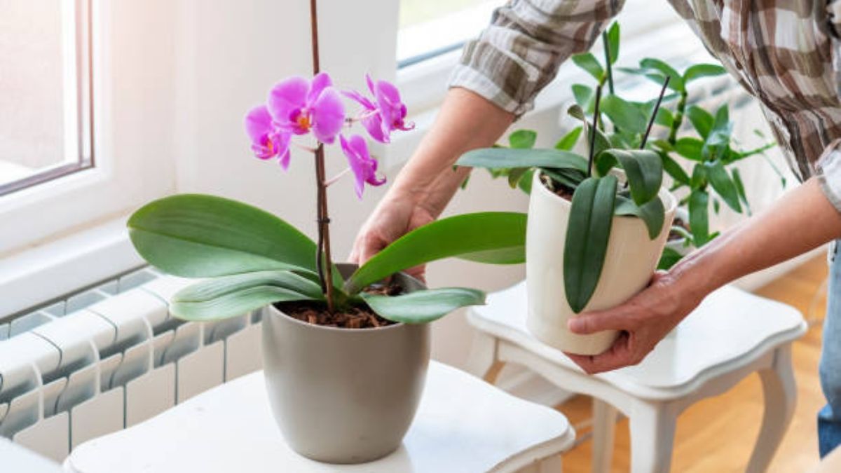 El riego y la humedad serán claves en primavera.