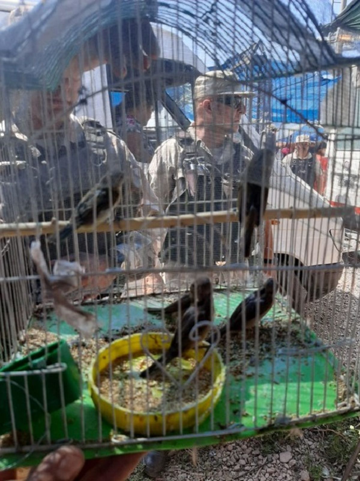 La tenencia, transporte y venta de fauna silvestre está prohibida por ley.